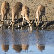 Impala à face noire: femelles