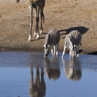 zèbre de Burchell et girafe