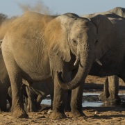 Eléphant d'Afrique