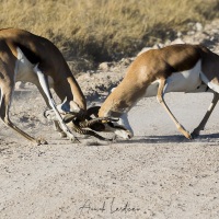 springbok: affrontement