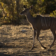 Grand kudu femelle