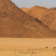 Oryx et autruches dans les dunes