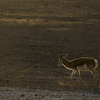 springbok