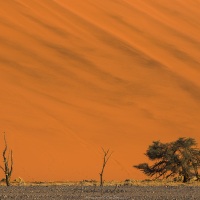 Dunes dans le parc du Namib-Naukluft