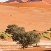 Dunes dans le parc du Namib-Naukluft