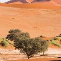 Dunes dans le parc du Namib-Naukluft