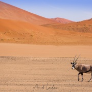 Oryx dans les dunes