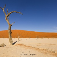 Dead Vlei et ses arbres pétrifiés