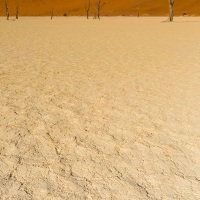 Dead Vlei et ses arbres pétrifiés