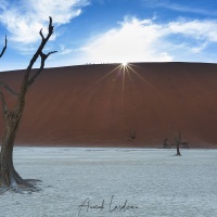 Dead Vlei et ses arbres pétrifiés