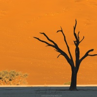 Dead Vlei et ses arbres pétrifiés