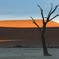 Dead Vlei et ses arbres pétrifiés