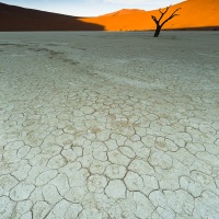 Dead Vlei et ses arbres pétrifiés