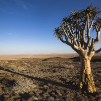 arbre à carquois