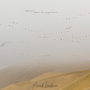 Vol de pélicans blancs