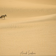 Chacal à chabraque dans les dunes