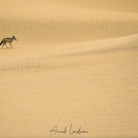 Chacal à chabraque dans les dunes