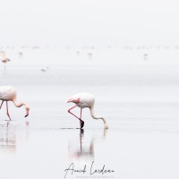 Flamant rose