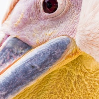 Pélican blanc: détail de la tête