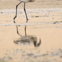 Flamant nain juvénil