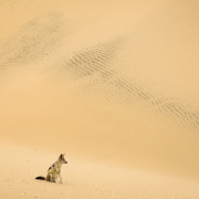Chacal à chabraque dans les dunes
