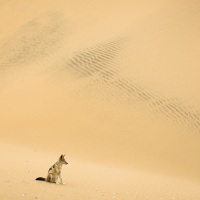 Chacal à chabraque dans les dunes