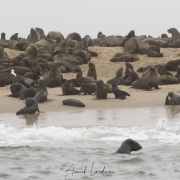 Colonie d'otaries