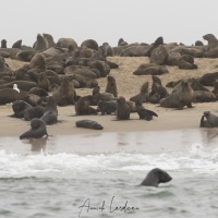 Colonie d'otaries