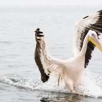 Amerrissage du pélican blanc