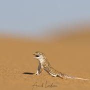 Lézard de Namibie