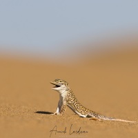 Lézard de Namibie