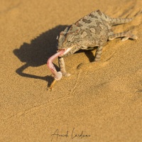 Caméléon  namaquensis