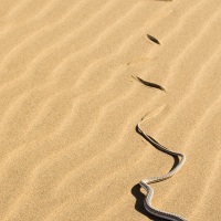 Serpent de Namibie