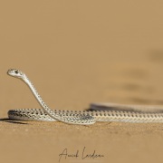 Serpent de Namibie