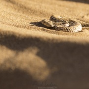 vipère de Péringuey s'ensablant: au final seuls les yeux sortent du sable afin de surveiller  le passage éventuel d'une proie