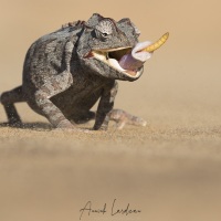 Caméléon  namaquensis