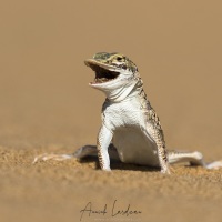 Lézard de Namibie