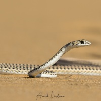 Serpent de Namibie