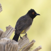 Bulbul brunoir