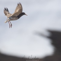Combattant varié en plumage nuptial