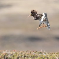 Combattant varié en plumage nuptial