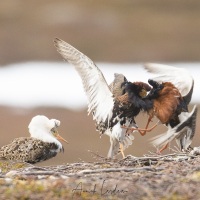 Combattant varié en plumage nuptial