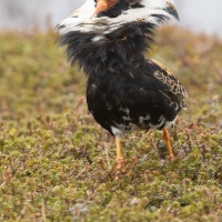 Combattant varié en plumage nuptial