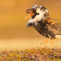Combattant varié en plumage nuptial: peu farouche