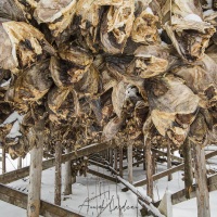 têtes de morues séchées