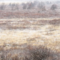 paysage de taïga enneigé