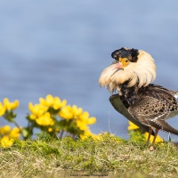 Combattant varié en plumage nuptial: étaler ses atours