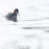 Phalarope à bec étroit