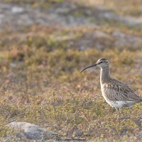 Courlis corlieu