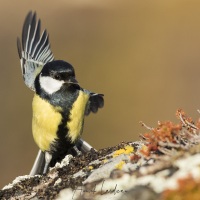 Mésange charbonière